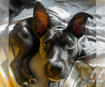 Small #9 Boston Terrier Mix