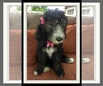 Small Photo #26 Sheepadoodle Puppy For Sale in RIALTO, CA, USA