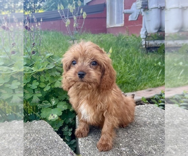 Medium Photo #2 Cavapoo (Miniature) Puppy For Sale in DUNDEE, OH, USA
