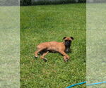 Small #5 Boxer