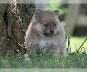 Pomeranian Puppy for Sale in BLUFORD, Illinois USA