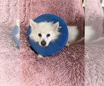 Small #5 American Eskimo Dog