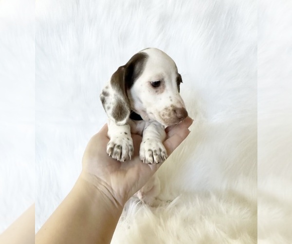 Medium Photo #6 Dachshund Puppy For Sale in DAVIS, CA, USA