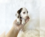Small #5 Dachshund