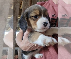 Beagle Puppy for sale in APPOMATTOX, VA, USA