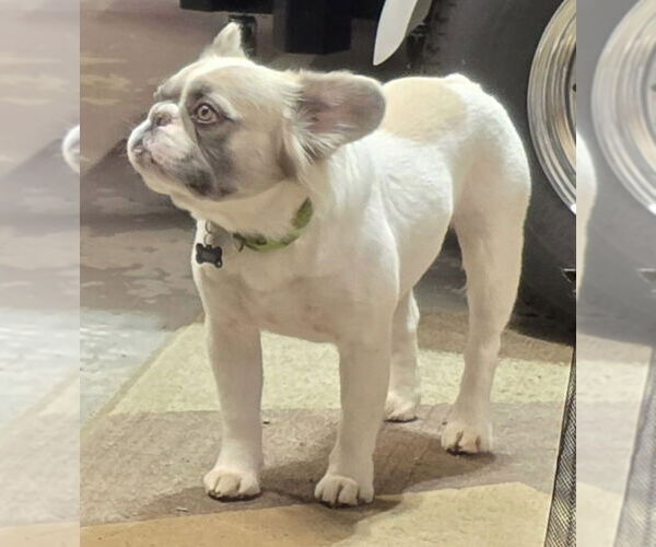 Medium Photo #2 French Bulldog Puppy For Sale in Hesperia, CA, USA