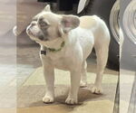 Small #1 French Bulldog