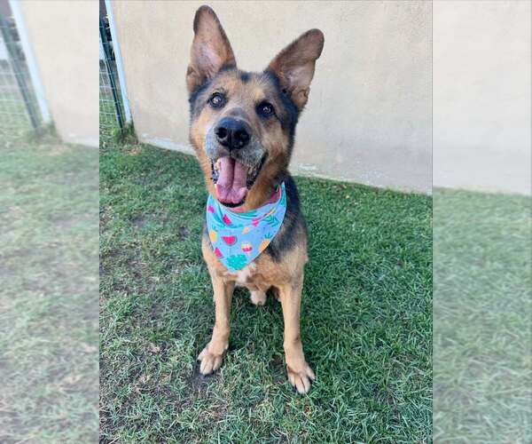 Medium Photo #2 Mutt Puppy For Sale in W Hollywood, CA, USA