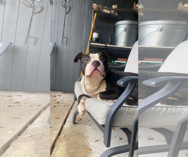 Medium Photo #8 Mutt Puppy For Sale in Rockwall, TX, USA