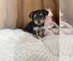 Small Photo #4 Yorkshire Terrier Puppy For Sale in FENTON, MI, USA