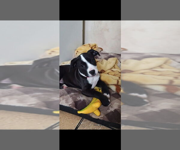 Medium Photo #4 American Pit Bull Terrier-Labrador Retriever Mix Puppy For Sale in Brewster, NY, USA