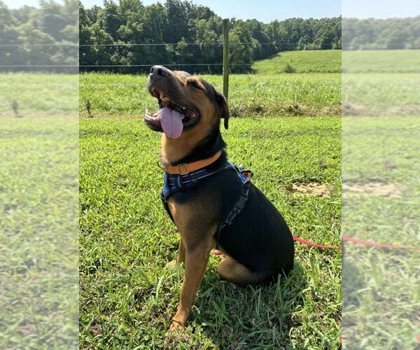 Medium Photo #9 Mutt Puppy For Sale in Evansville, IN, USA