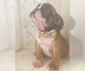 English Bulldog Puppy for sale in MORENO VALLEY, CA, USA