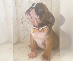 English Bulldog Puppy for sale in MORENO VALLEY, CA, USA