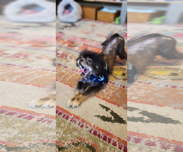 Medium Photo #4 Pomeranian Puppy For Sale in Seattle, WA, USA