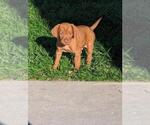 Small Photo #10 Vizsla Puppy For Sale in WAVERLY, NE, USA