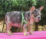Small #7 French Bulldog