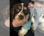 Small #6 Cocker Spaniel
