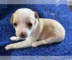Small #5 Chihuahua