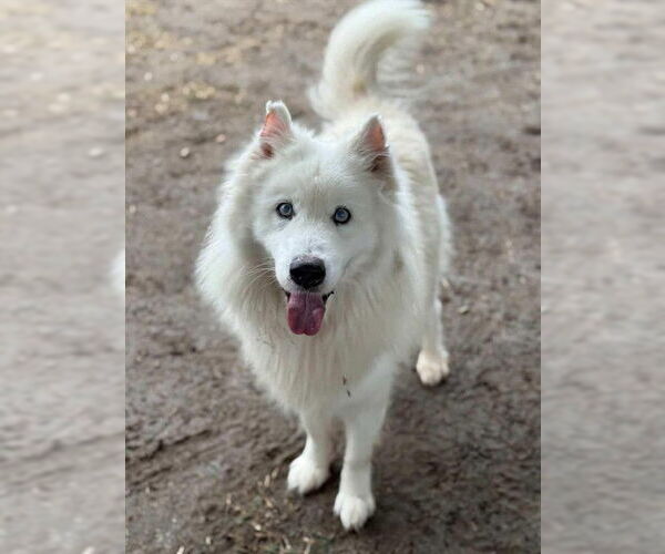 Medium Photo #1 Samoyed-Unknown Mix Puppy For Sale in Riverside, CA, USA