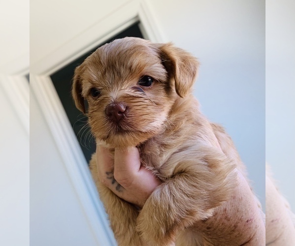 Medium Photo #3 Yorkshire Terrier Puppy For Sale in LA SIERRA, CA, USA