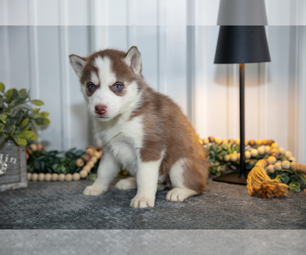 Medium Photo #9 Siberian Husky Puppy For Sale in SHREVE, OH, USA