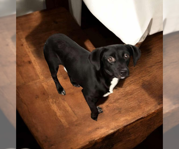 Medium Photo #6 Chihuahua-Unknown Mix Puppy For Sale in Cranston, RI, USA