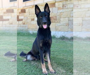 German Shepherd Dog Dogs for adoption in PIPE CREEK, TX, USA