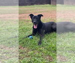 Small #1 Labrador Retriever Mix
