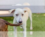 Small #1 Labrador Retriever Mix