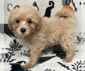 Medium Pomeranian-Poodle (Toy) Mix