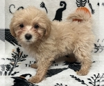 Puppy Stacy Pomeranian-Poodle (Toy) Mix