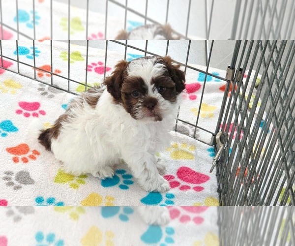 Medium Photo #11 ShihPoo Puppy For Sale in ORO VALLEY, AZ, USA