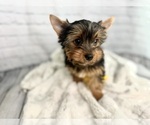 Puppy Puppy 1 John Yorkshire Terrier