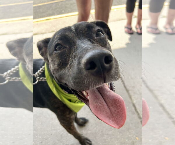 Medium Photo #8 Mutt Puppy For Sale in Woodbury, NY, USA