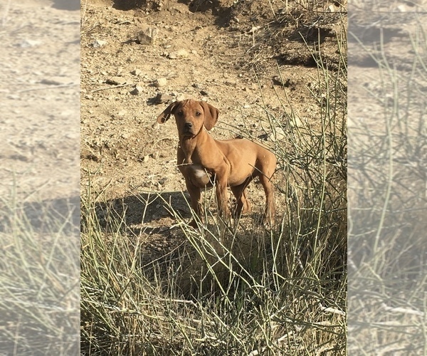 Medium Photo #13 Rhodesian Ridgeback Puppy For Sale in MORONGO VALLEY, CA, USA