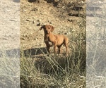 Small Photo #13 Rhodesian Ridgeback Puppy For Sale in MORONGO VALLEY, CA, USA