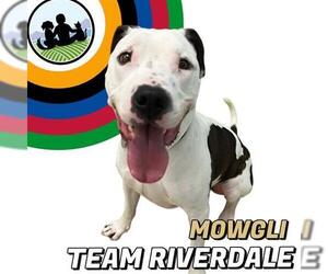 American Pit Bull Terrier Dogs for adoption in Brighton, CO, USA