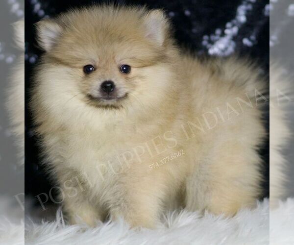 Medium Photo #4 Pomeranian Puppy For Sale in WARSAW, IN, USA