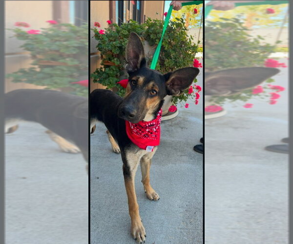 Medium Photo #2 German Shepherd Dog-Unknown Mix Puppy For Sale in Lake Forest, CA, USA