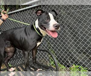 American Pit Bull Terrier Dogs for adoption in Charlotte, NC, USA