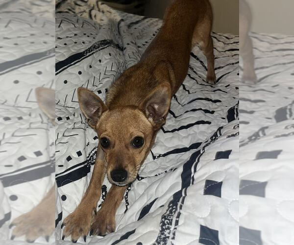Medium Photo #6 Chihuahua Puppy For Sale in Lakewood, CO, USA