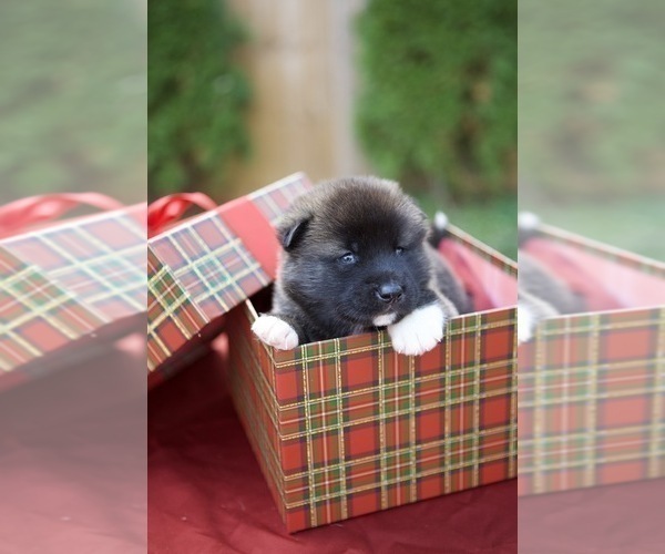 Medium Photo #10 Akita Puppy For Sale in LOUISVILLE, KY, USA
