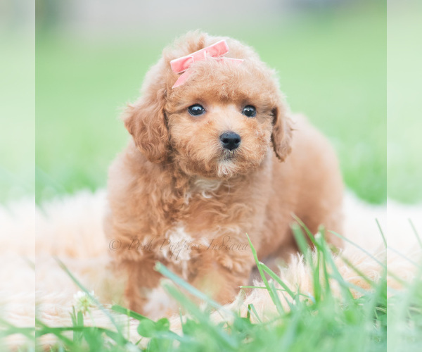 Medium Photo #2 Maltipoo (Miniature) Puppy For Sale in WARSAW, IN, USA