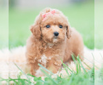 Small Photo #38 Maltipoo (Miniature) Puppy For Sale in WARSAW, IN, USA