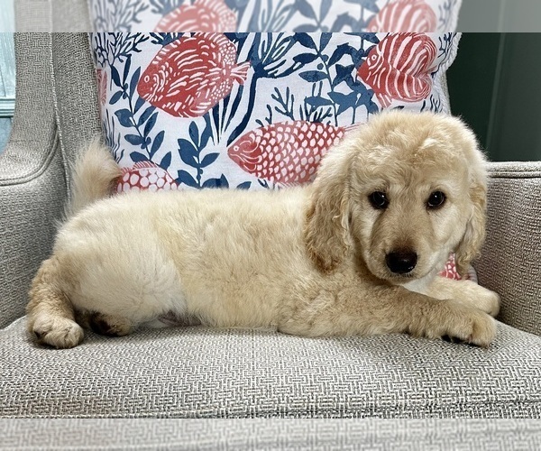 Medium Photo #24 Goldendoodle Puppy For Sale in PENSACOLA, FL, USA
