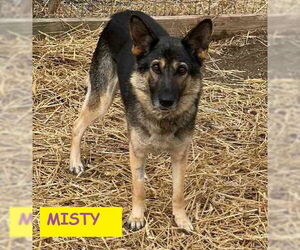 German Shepherd Dog-Unknown Mix Dogs for adoption in Unionville, PA, USA