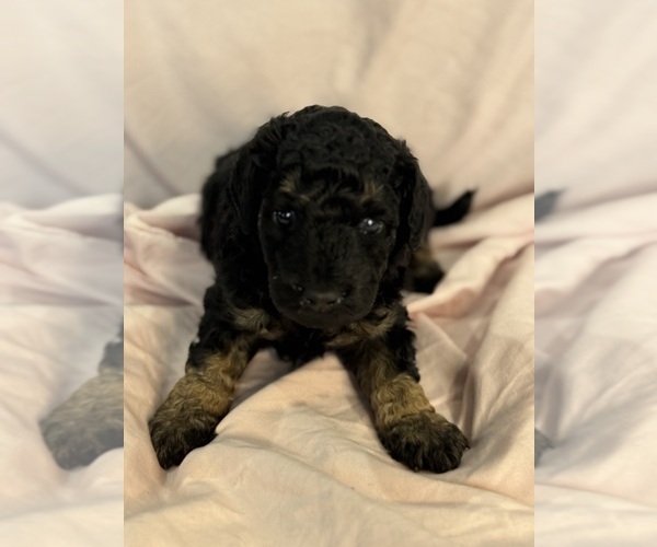 Medium Photo #4 Bernedoodle (Miniature) Puppy For Sale in LONGMONT, CO, USA