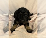 Cordell - Female Bernedoodle (Miniature) Puppy for Sale - Photo #4
