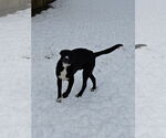 Small #6 Labrador Retriever Mix